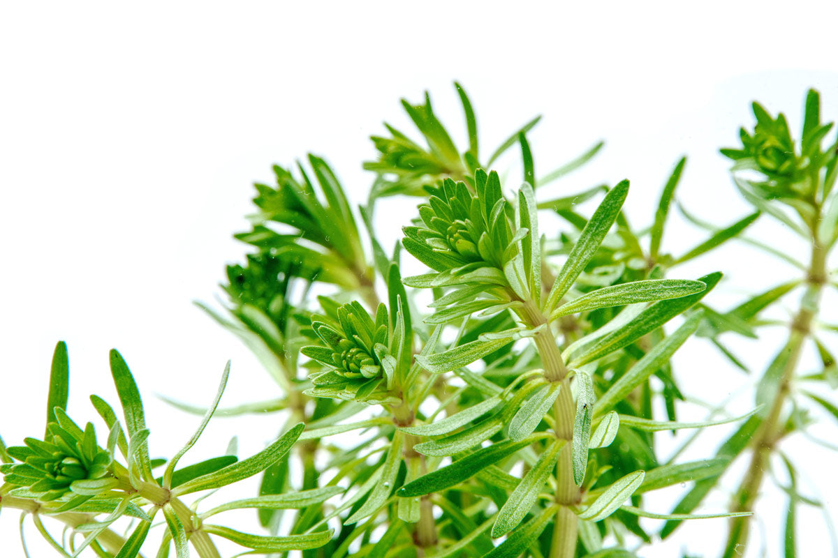Rotala Bossii Red Aquarium Plant - Live Aquatic Stem Plant for Fish Tanks, Nano Tanks & Aquascaping | Perfect for Freshwater Planted Aquariums, Shrimp Tanks & Water Gardens