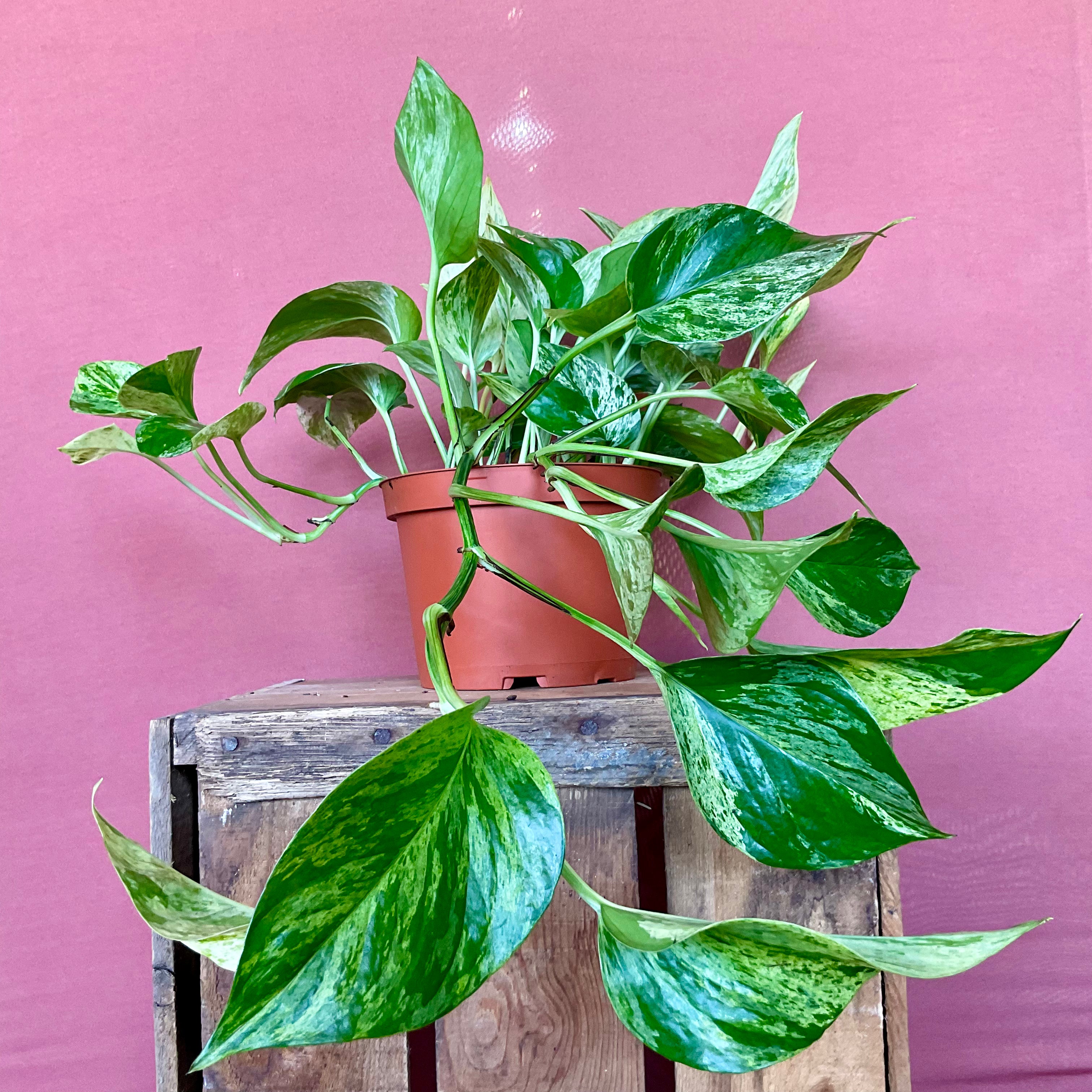 Marble Pothos Plant - Medium Size - Perfect for Home & Office Decor - Air Purifying Houseplant for Living Room, Bedroom or Workspace