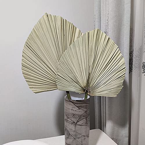 Natural Dried Palm Leaf Fan Decor - Handmade Dried Flowers for Wall Hanging, Wedding Arch, Party & Window Decoration - Boho Home Decor, Tropical Reception Decorations