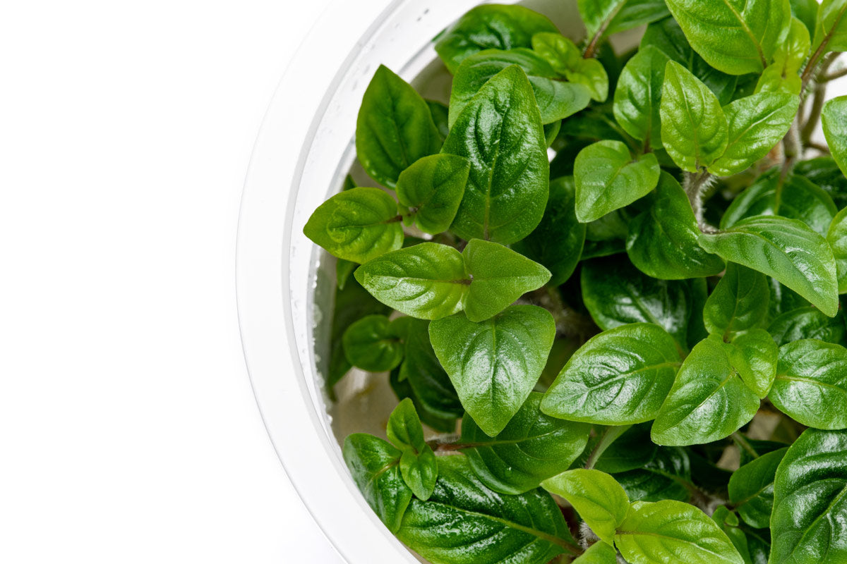 Staurogyne Bihar Aquatic Plant for Freshwater Aquariums - Perfect for Aquascaping, Fish Tanks & Nano Tanks
