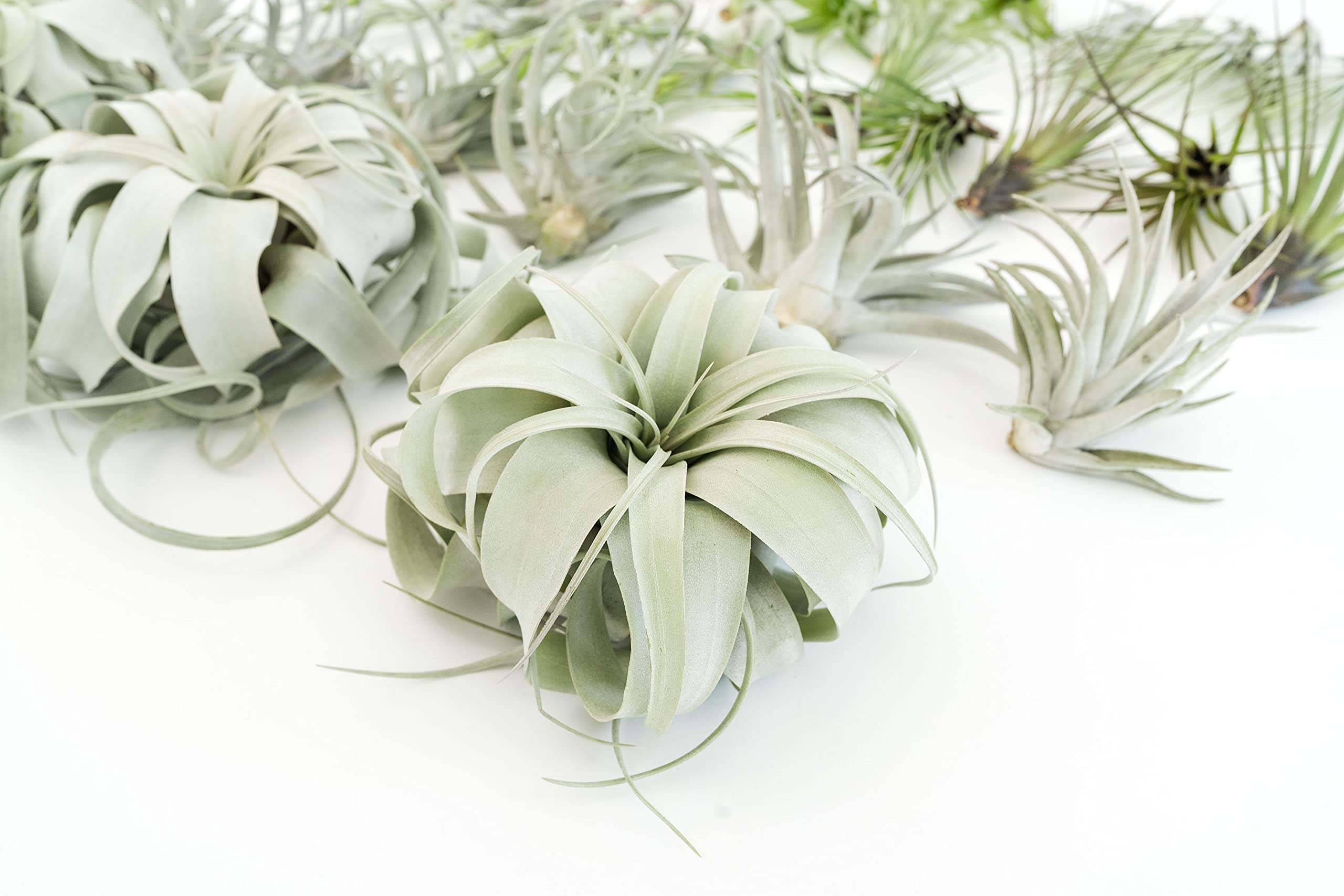 48 Live Tillandsia Air Plant Variety Pack - Easy Care Succulent House Plants for Home & Garden Decor - Bulk Wholesale Indoor Outdoor Plants for Terrariums, Office Desks & Wedding Centerpieces