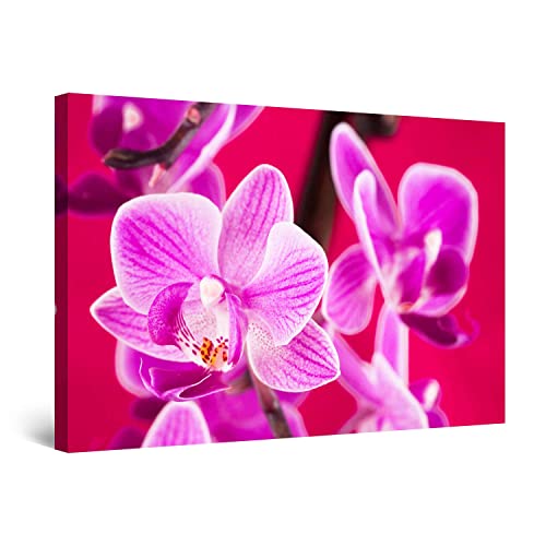 Purple Red Flowers