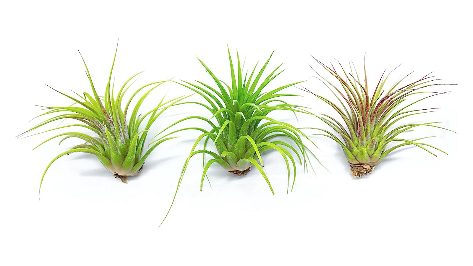 Live Ionantha Tillandsia Air Plants (10 Pack) - Easy Care Indoor Houseplants for Terrariums, Plant Holders & Home Decor | Perfect for Offices, Gifts & DIY Garden Projects