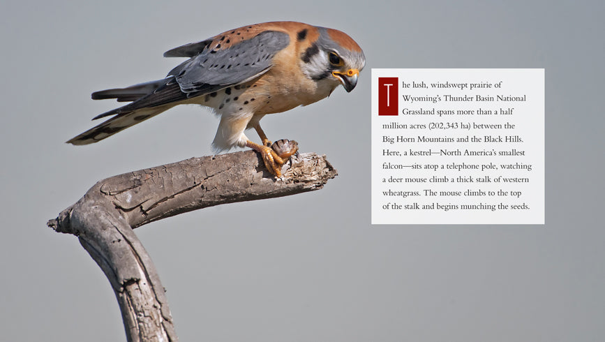Falcons Book - ISBN 9781608185665 - Perfect for Bird Lovers & Nature Enthusiasts