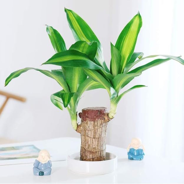 KCRPM Brazilian Lucky Wood Plant - Mini Magical Sprouting Hydroponic Indoor Plant with Groot Doll - Natural Air Purifier for Home & Office Decor - Perfect for Desk, Living Room, and Gift Giving