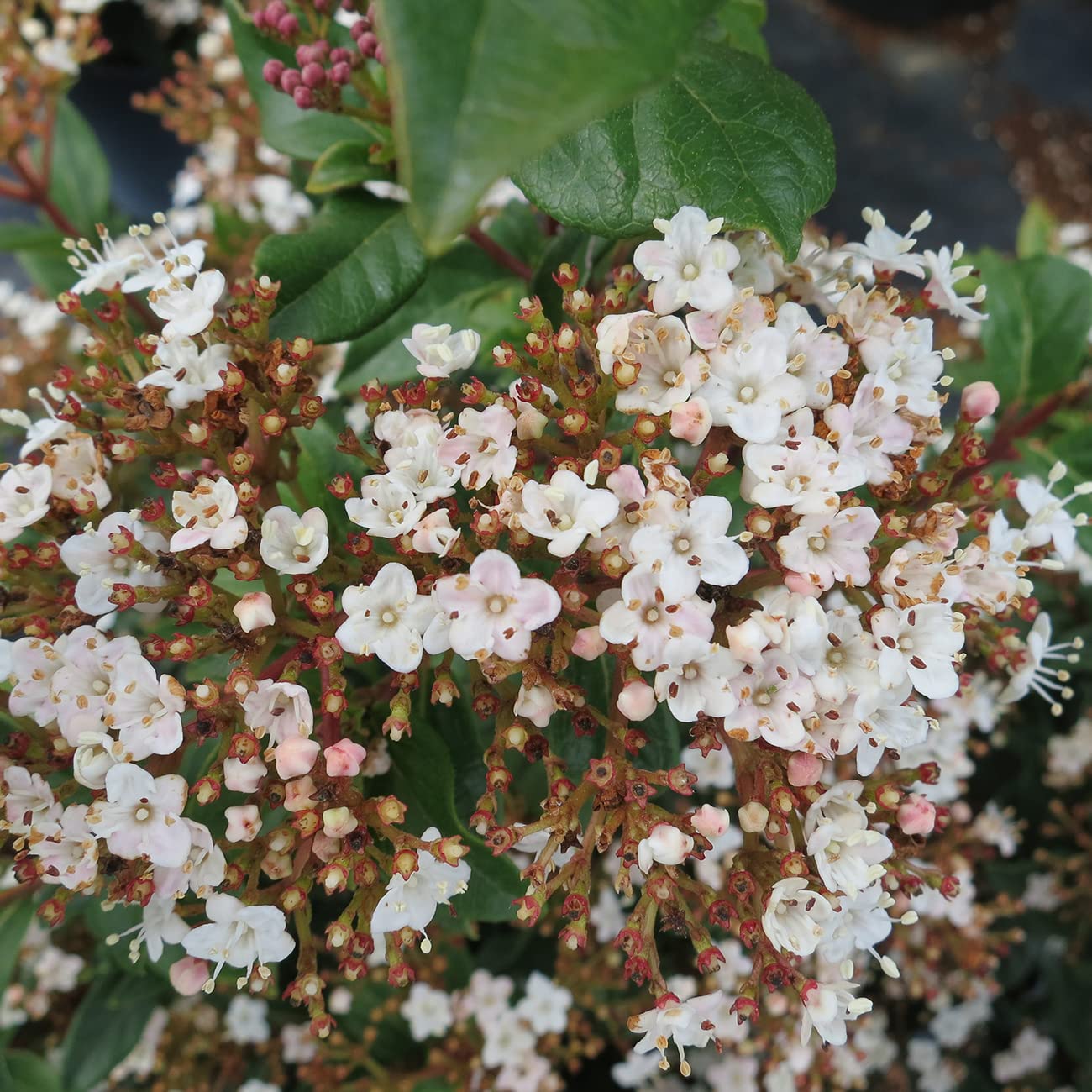 PERFECT PLANTS Spring Bouquet Viburnum Shrub - 7 Gallon Live Evergreen Outdoor Plant with Fragrant White Spring Flowers | Low Maintenance Garden Shrub for Landscaping, Hedges & Privacy Screens
