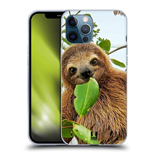 Three Toed Sloth