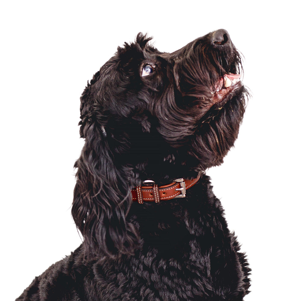 Rover Standard Dog Collar - Adjustable Nylon Pet Collar for Small Medium Large Dogs - Durable Reflective Stitching for Safety - Perfect for Walking, Training, and Outdoor Adventures