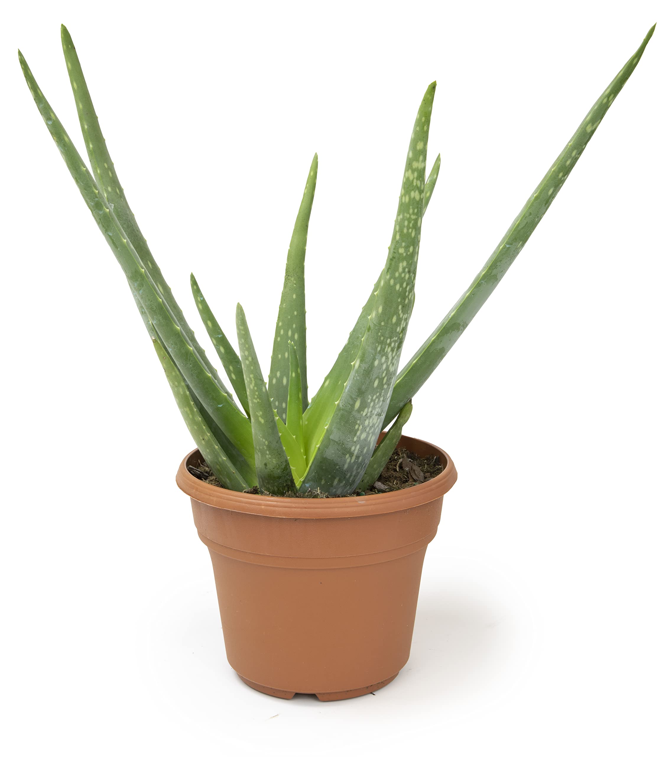 Live Aloe Vera Plant (6 inch) - Indoor Succulent Houseplant for Home, Office & Gifts | Air Purifying, Low Maintenance, Pet-Friendly by Plants for Pets