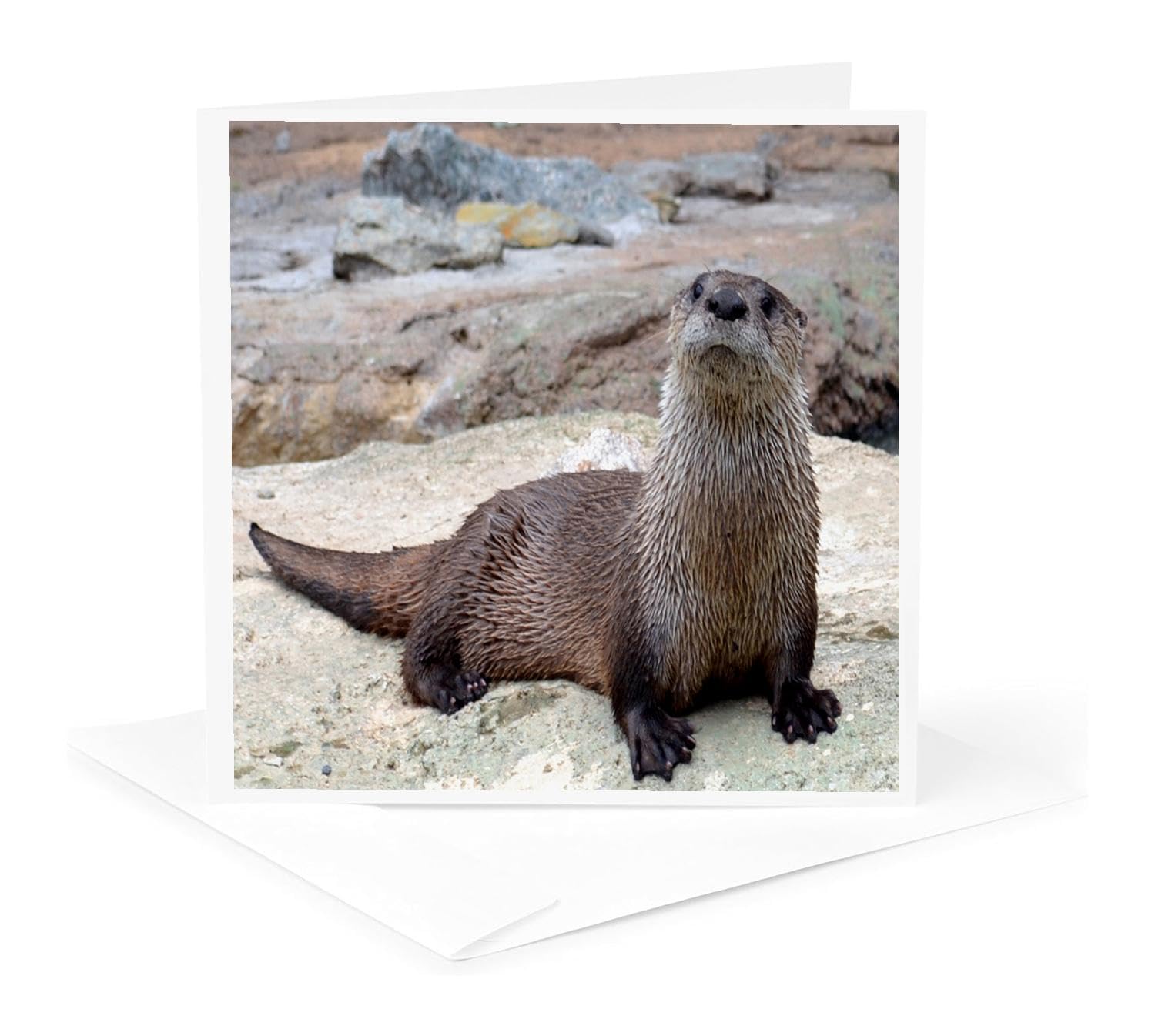 Otter Greeting Card - Cute Otter Picture by WhiteOak Photography - Perfect for Birthdays, Thank You Notes & Animal Lovers