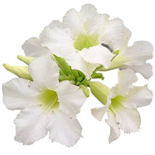9GreenBox - Sparkle Star Desert Rose Succulent Plant - Live Indoor/Outdoor Succulent for Home Decor, Office Desk, Garden & Gift Giving