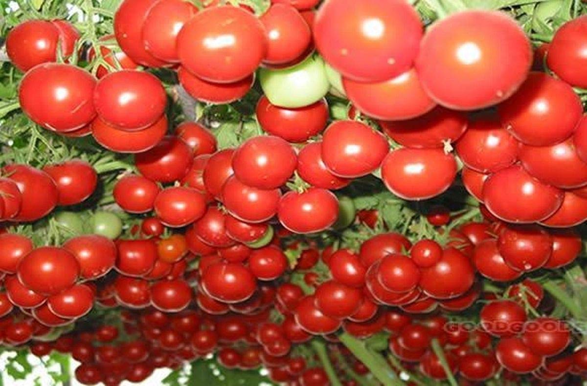 Climbing Trip-L-Crop Tomato Seeds (Italian Tree) - High Yield Heirloom Variety - 25 Seeds for Home Garden, Greenhouse & Vertical Farming - Perfect for Sauces, Salads & Canning