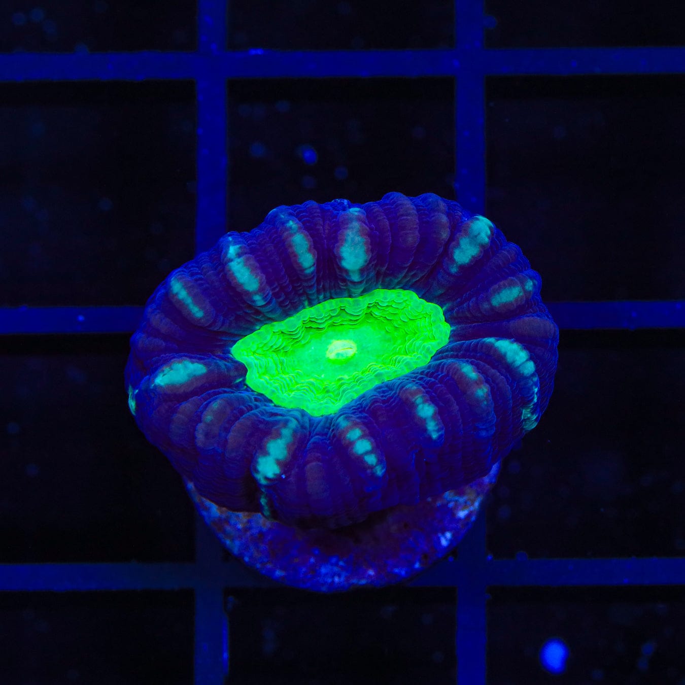 Candy Strip Candy Cane Coral - Premium Artificial Coral for Saltwater Aquarium Decor | Perfect for Reef Tanks, Fish Tanks & Marine Aquascaping