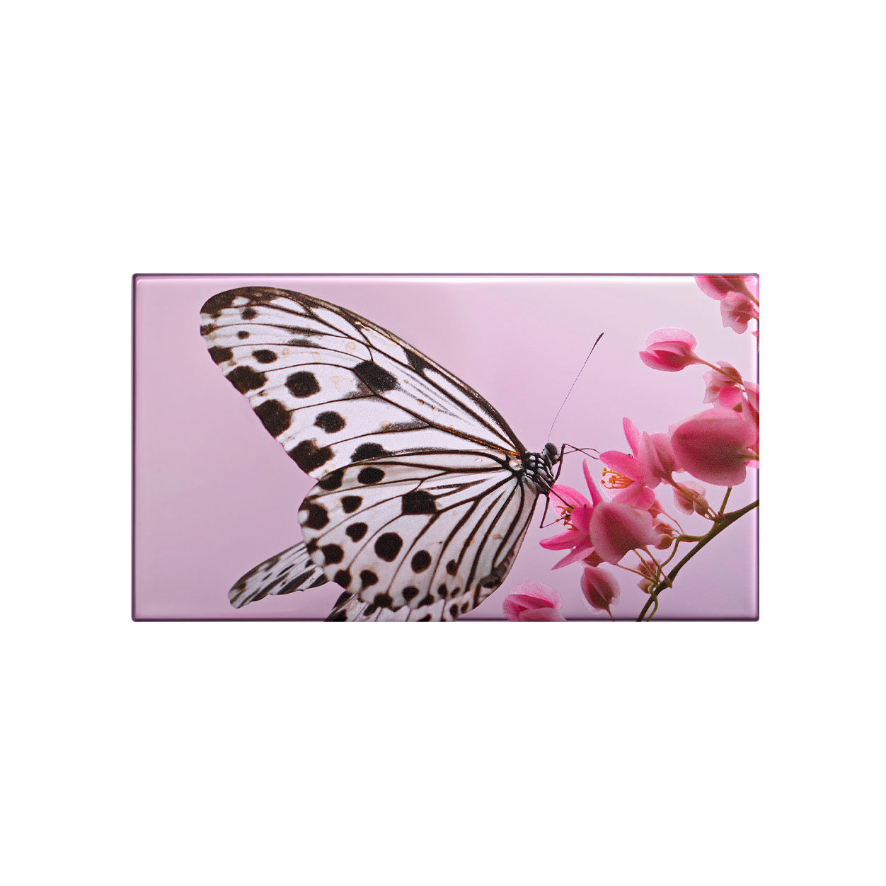 Nymph Eye Trio Eyeshadow Palette - Butterfly Inspired Makeup for Everyday & Party Looks