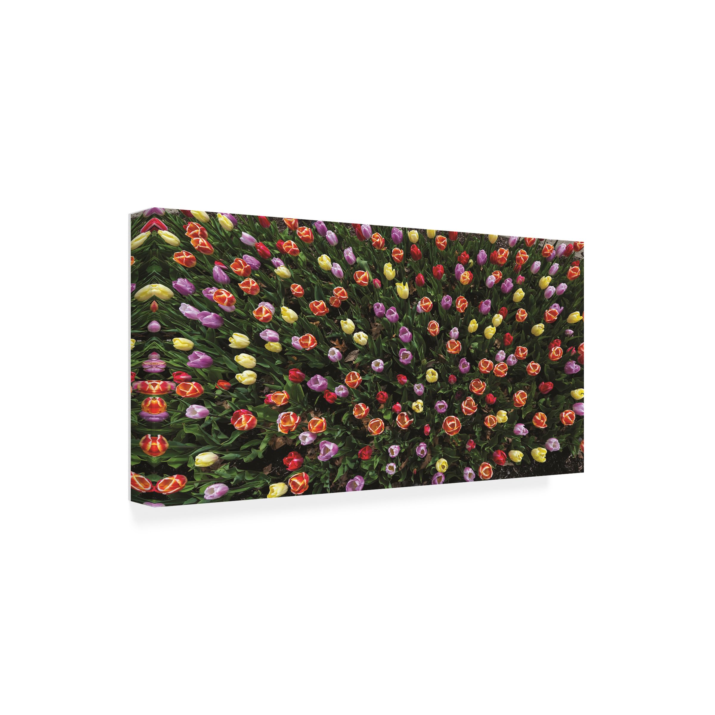 Kurt Shaffer 'Tulips From Above' Fine Art Canvas Print - Vibrant Floral Photography Wall Decor for Living Room, Bedroom & Office