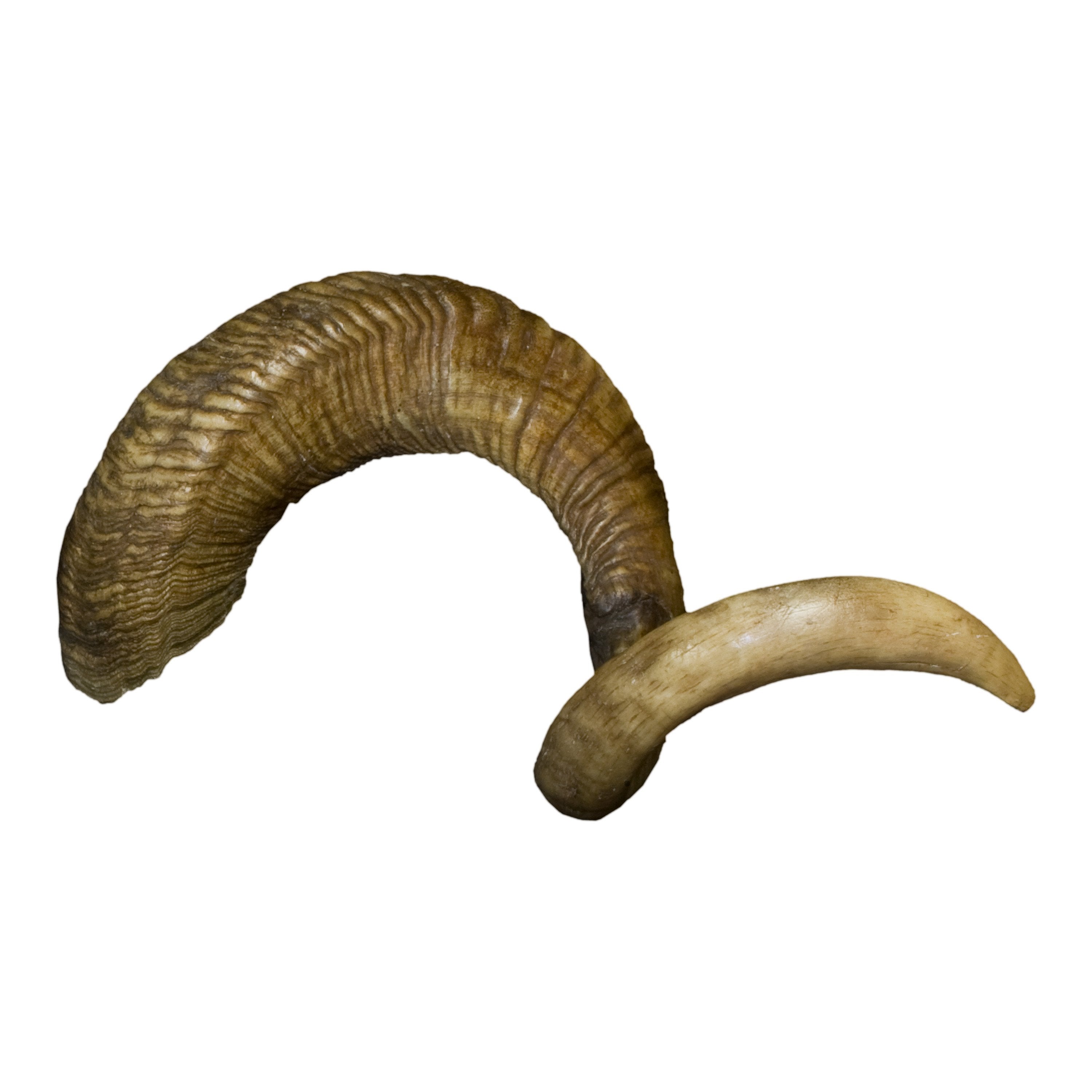 Authentic Replica Ram Skull Home Decor - Rustic Wall Art for Farmhouse, Cabin & Hunting Lodge Decor