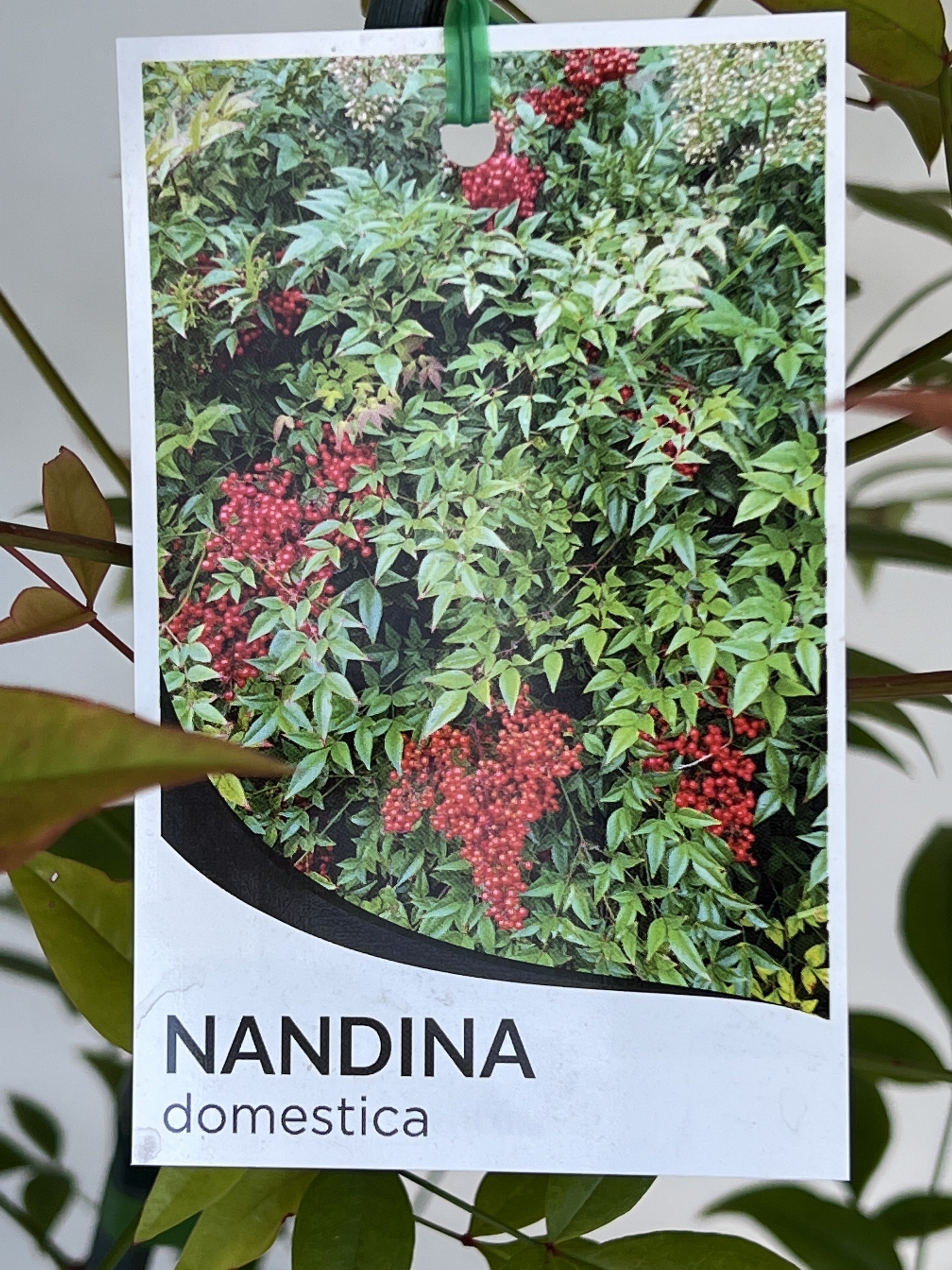 Nandina Domestica Heavenly Bamboo Plant - Perfect for Landscaping, Gardens, and Indoor Decor