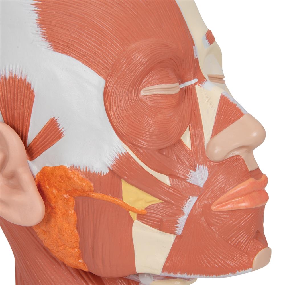 Human Head and Neck Musculature Anatomy Model - Detailed Medical Study Tool for Students & Professionals | Perfect for Classroom, Lab & Healthcare Training