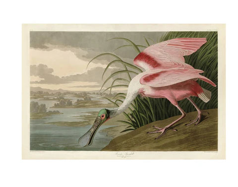 Audubon Fine Art Prints - Premium Bird & Wildlife Wall Decor for Home & Office | Perfect for Nature Lovers & Interior Design