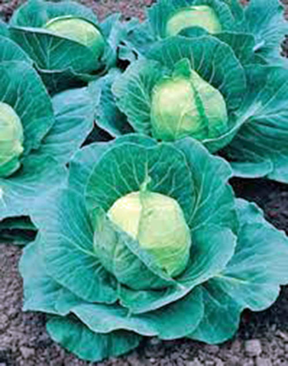 50+ Copenhagen Market Cabbage Seeds - Heirloom, Non-GMO, Organic Vegetable Seeds for Home Garden, Healthy & Tasty Veggies - Perfect for Salads, Soups, and Fermenting (Sauerkraut)