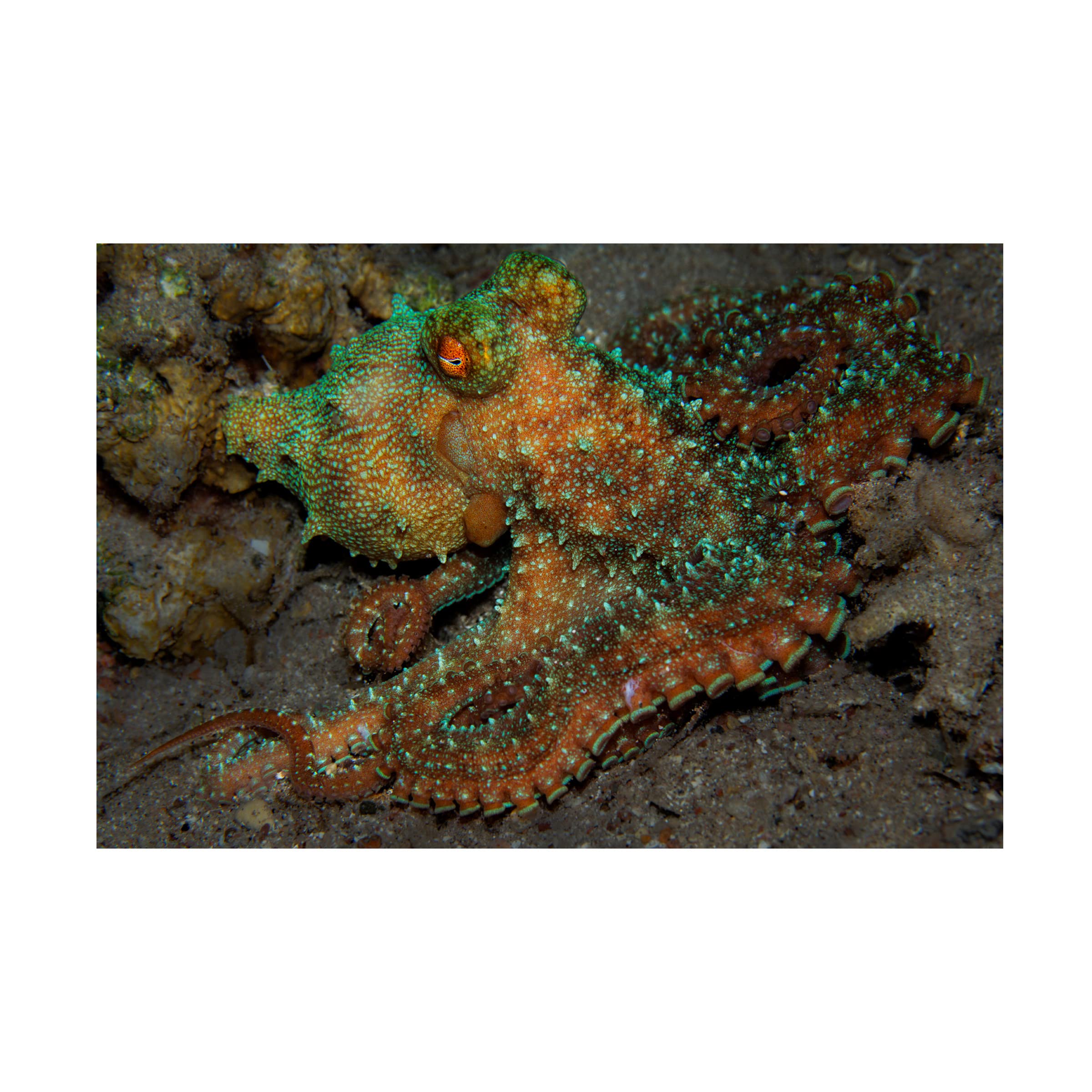 Anna Shvab 'Octopus 2' Canvas Wall Art Print - Modern Ocean Themed Home Decor for Living Room, Bedroom & Office