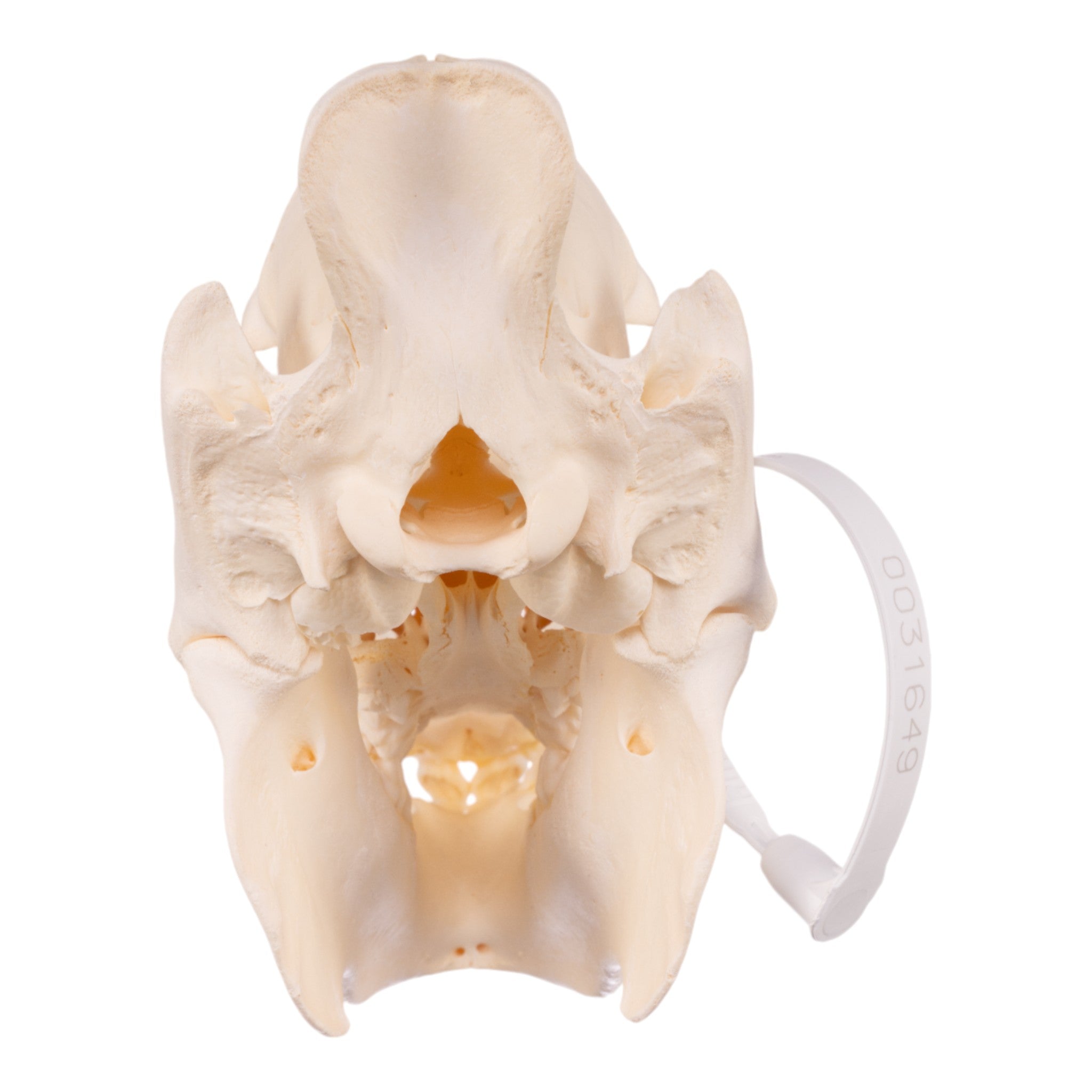 Authentic Peccary Skull - Adolescent Specimen for Home Decor, Taxidermy & Educational Use