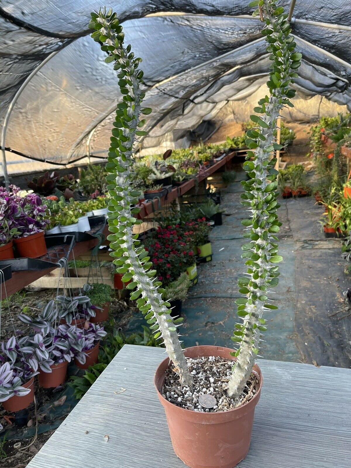 Alluaudia Procera Madagascar Ocotillo Cactus - 24