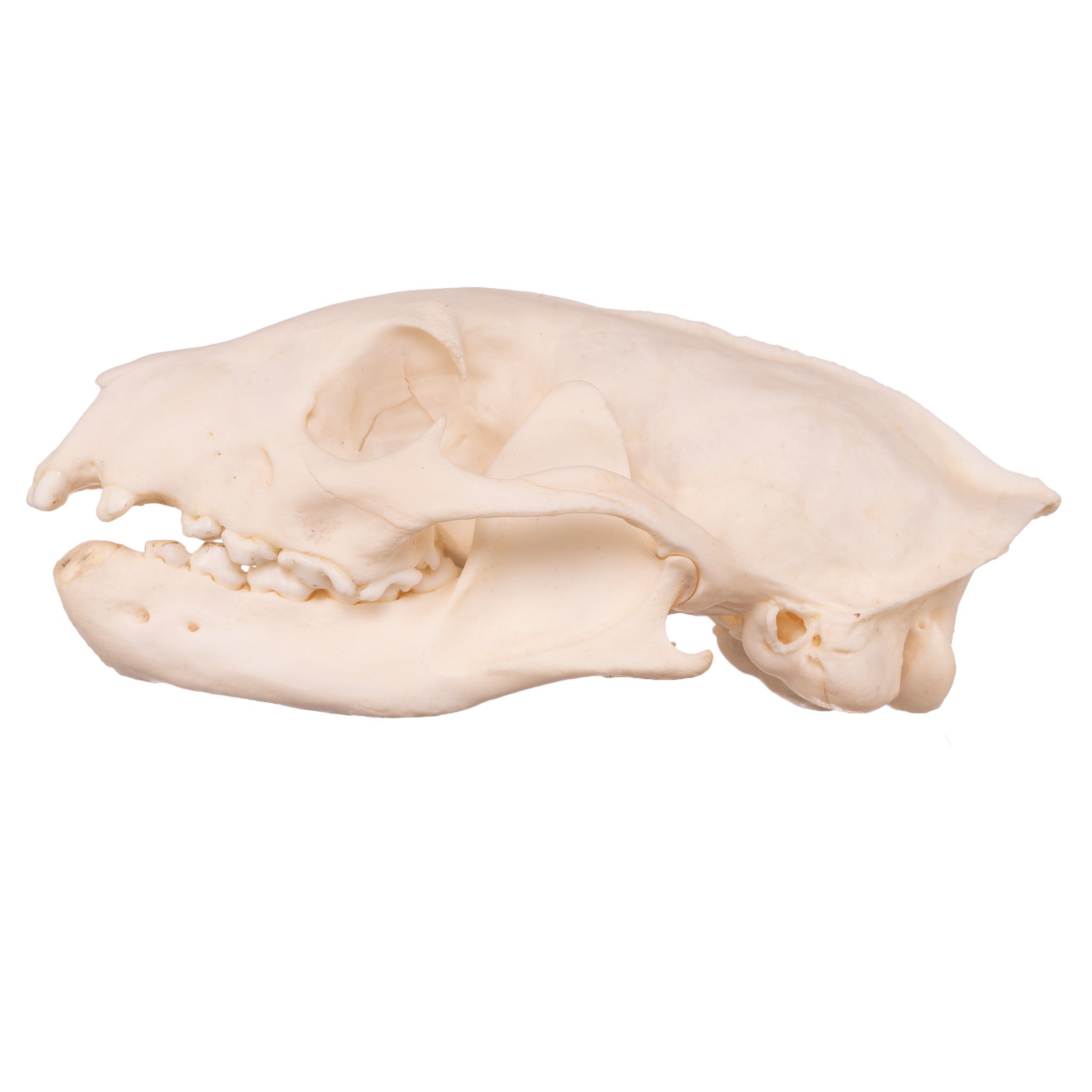 Authentic Mongoose Skull Set of 2 - Taxidermy Specimen for Oddity Collectors, Gothic Decor & Biology Study - Perfect for Halloween, Cabinets of Curiosities & Science Classrooms