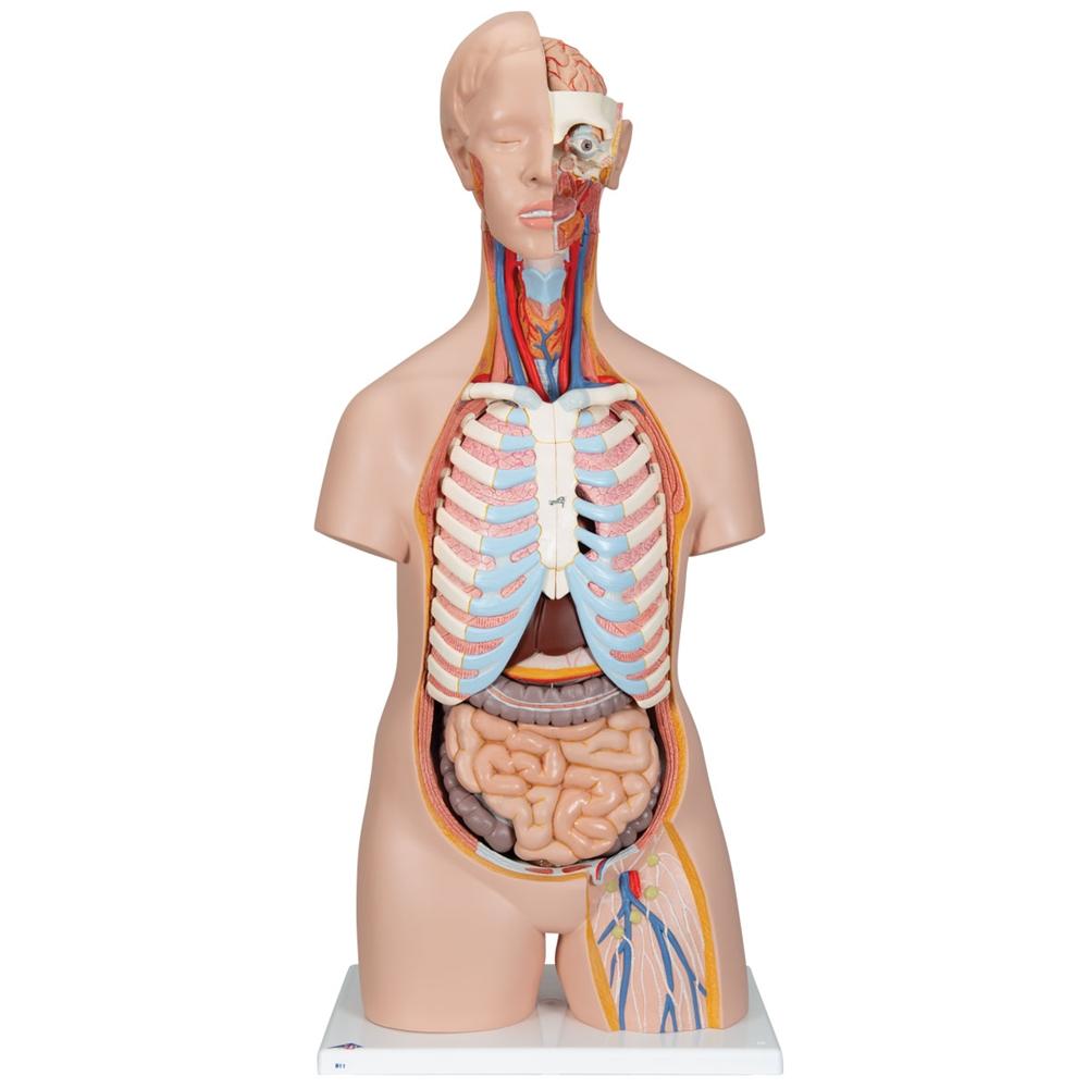 Unisex Human Torso Model with Sternum & Ribs - 16-Part Anatomical Skeleton for Medical Students, Artists & Science Education | Perfect for Classroom Study, Art Reference & Anatomy Learning