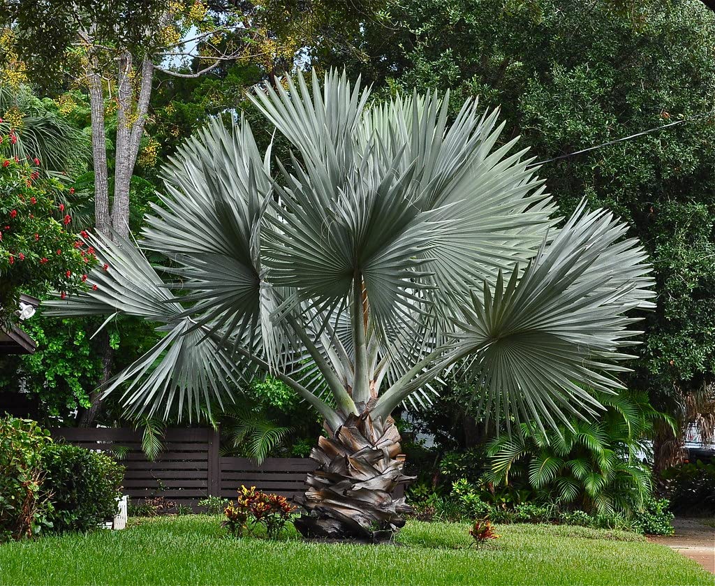 Silver Bismarck Palm Trees - 5 Live Plants in 1 Gallon Pots - Bismarckia Nobilis - Rare Florida Ornamental Palms for Landscaping & Tropical Gardens