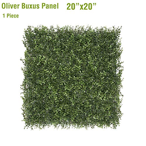 Oliver Buxus