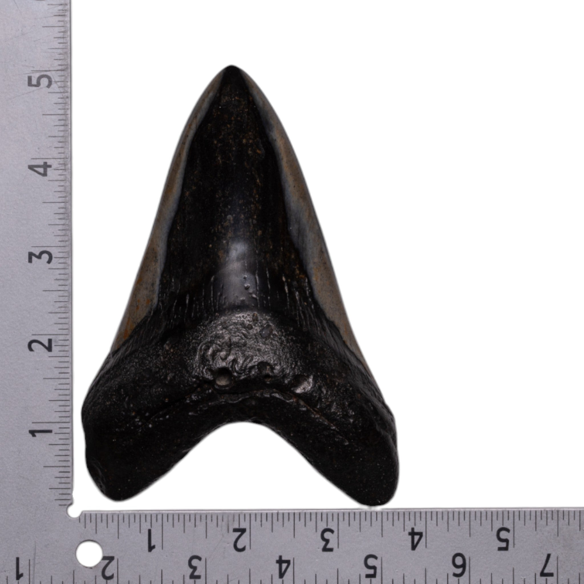 Authentic Megalodon Shark Tooth Fossil - Genuine Prehistoric Collector's Item for Display & Education | Perfect for Home Decor, Classroom, and Gift