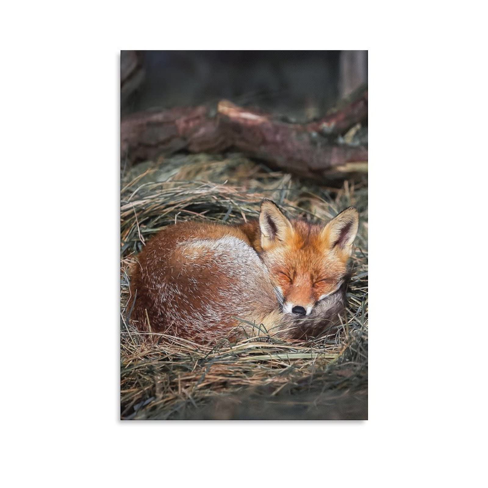 Red Fox Sleeping Canvas Wall Art - 12x18 Inches Wildlife Decor for Living Room, Bedroom & Office | Perfect Gift for Nature Lovers & Home Decoration