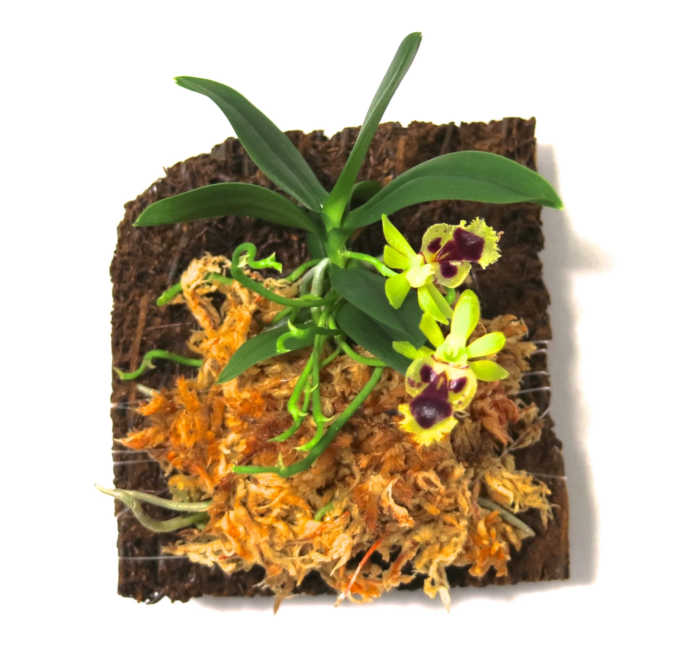 BLOOMIFY Mounted Miniature Orchid - Haraella Retrocalla - Long Fiber Sphagnum Moss Wrapped - 3 Inch Mount - Perfect for Terrariums, Office Decor & Gift Giving