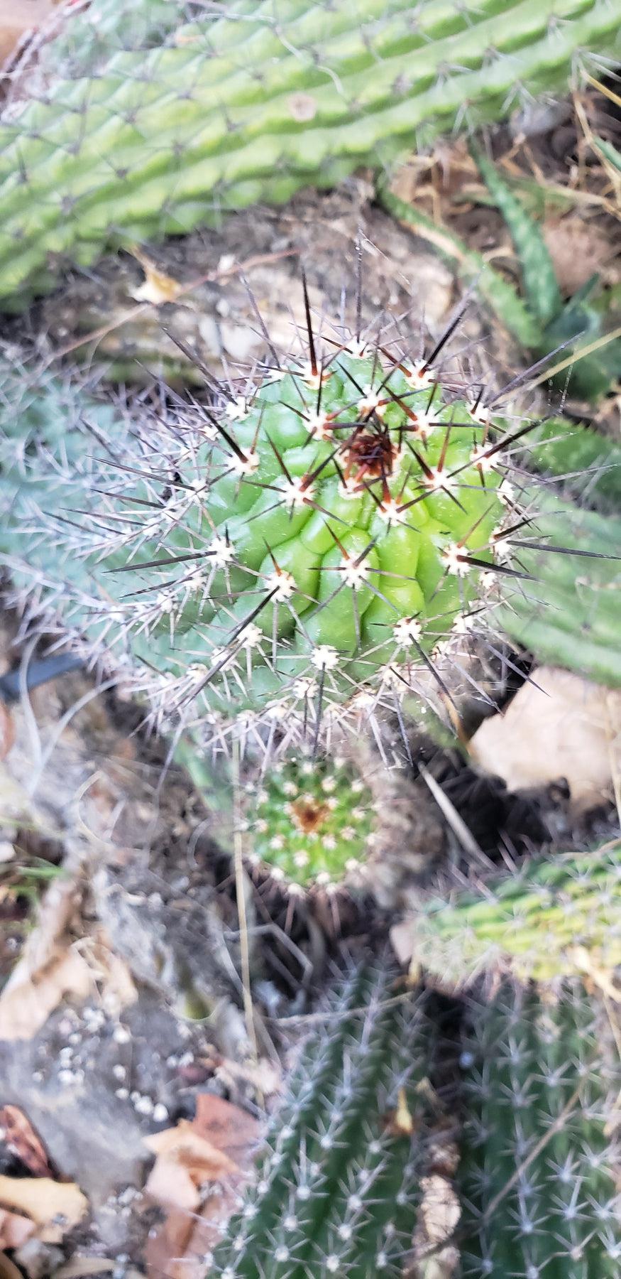 EC77 EXACT Trichocereus Thelegonus Cactus Cutting - 6 Inch Rare Live Plant for Home Garden Decor, Succulent Collection & Spiritual Ceremonies