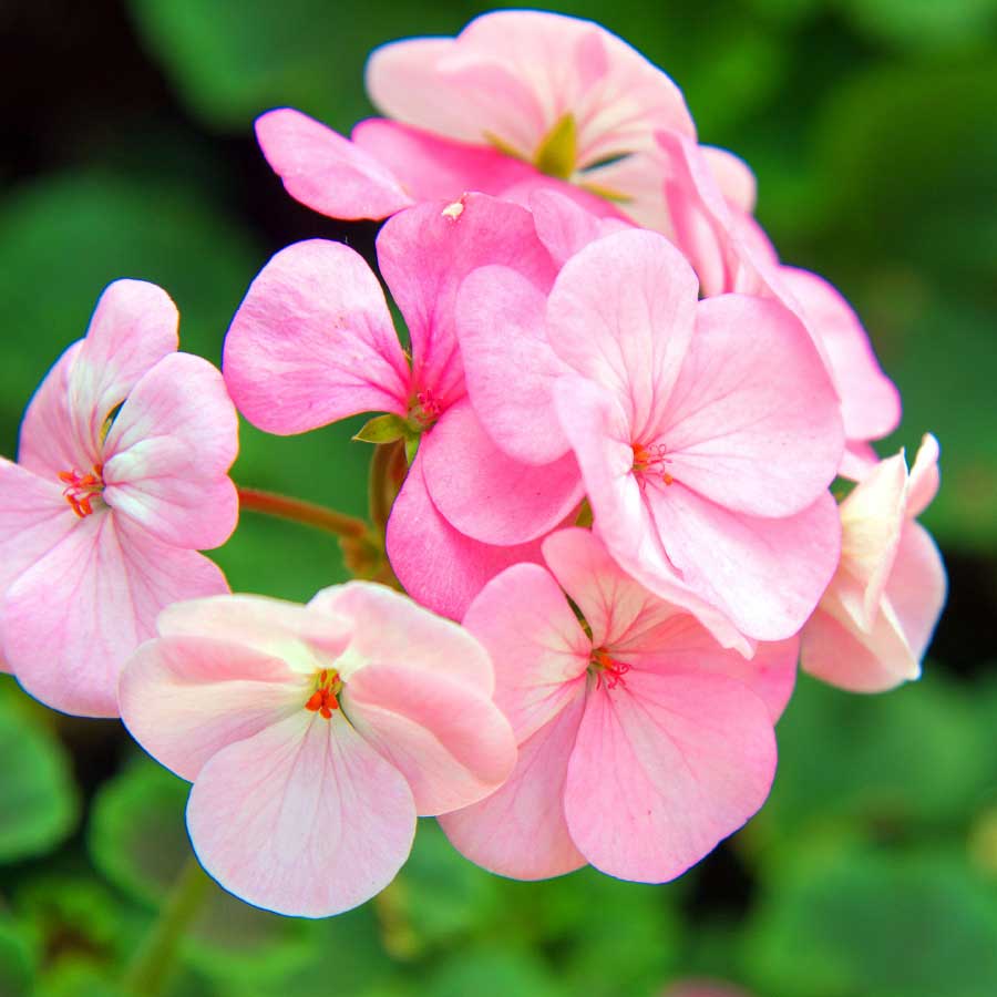 Certified Organic Geranium Essential Oil 10ml - Pure & Natural for Aromatherapy, Skincare & Relaxation