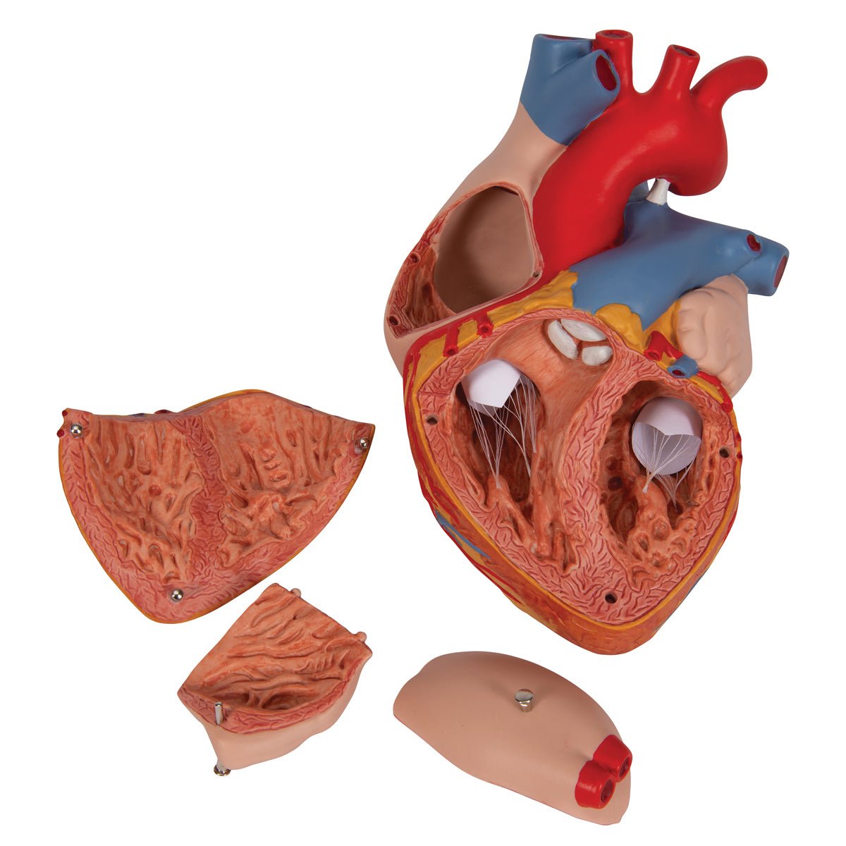 Giant Human Heart Model - 2X Life Size, 4-Part Anatomy Display - Perfect for Medical Education, Biology Classrooms & Science Labs