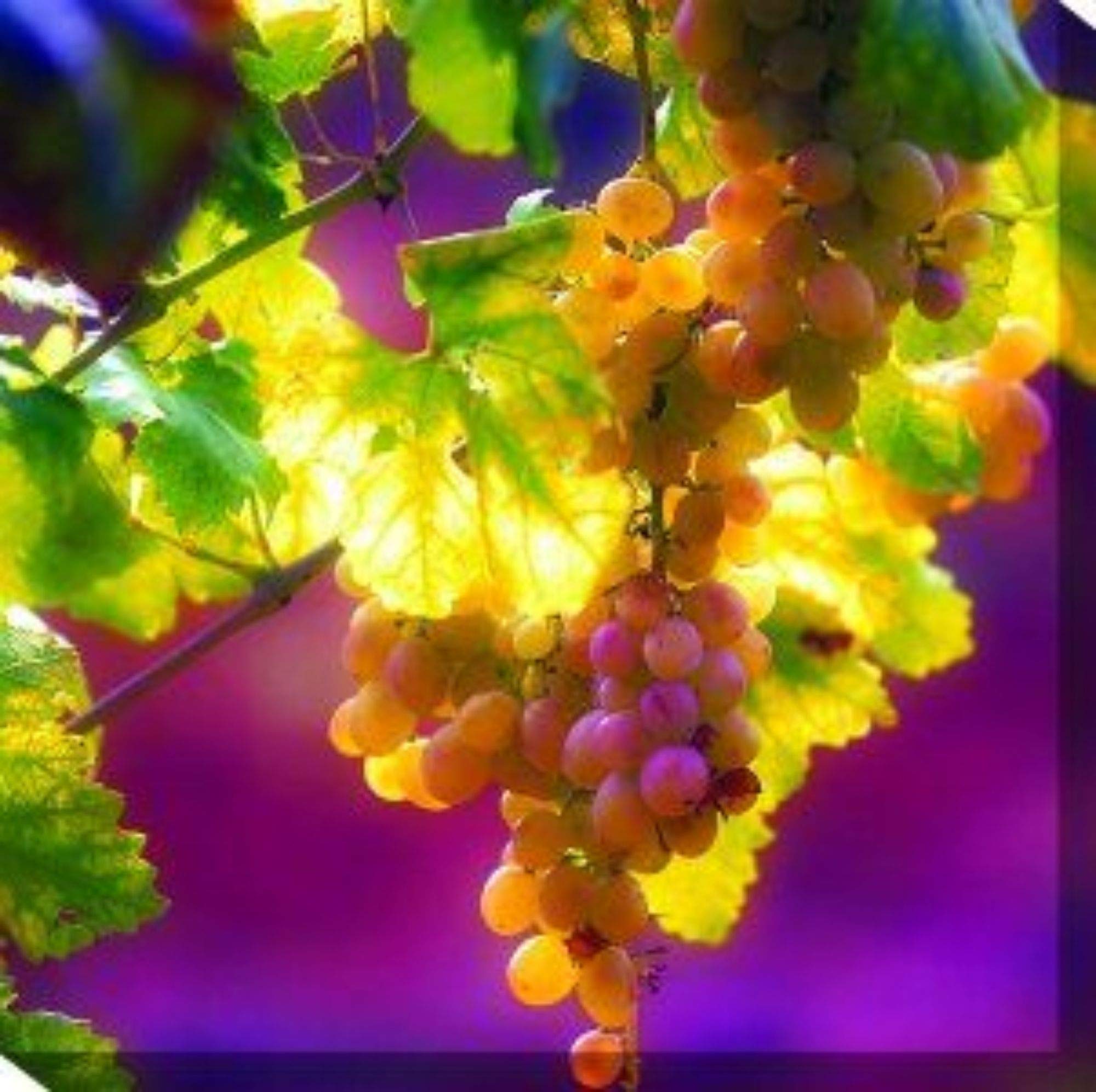 24x24 Inch Purple & Yellow Istrian Outdoor Canvas Wall Art - Weatherproof Square Painting for Patio, Garden & Backyard Decor