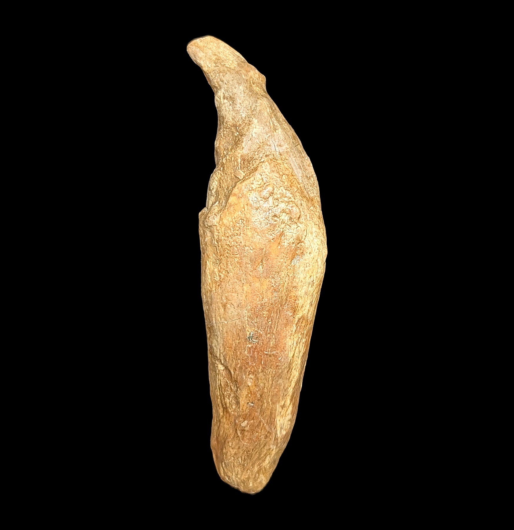 Authentic Fossil Cave Bear Canine Specimen - Genuine Ice Age Relic for Collectors, Museums & Paleontology Enthusiasts - Perfect for Display, Research & Educational Purposes