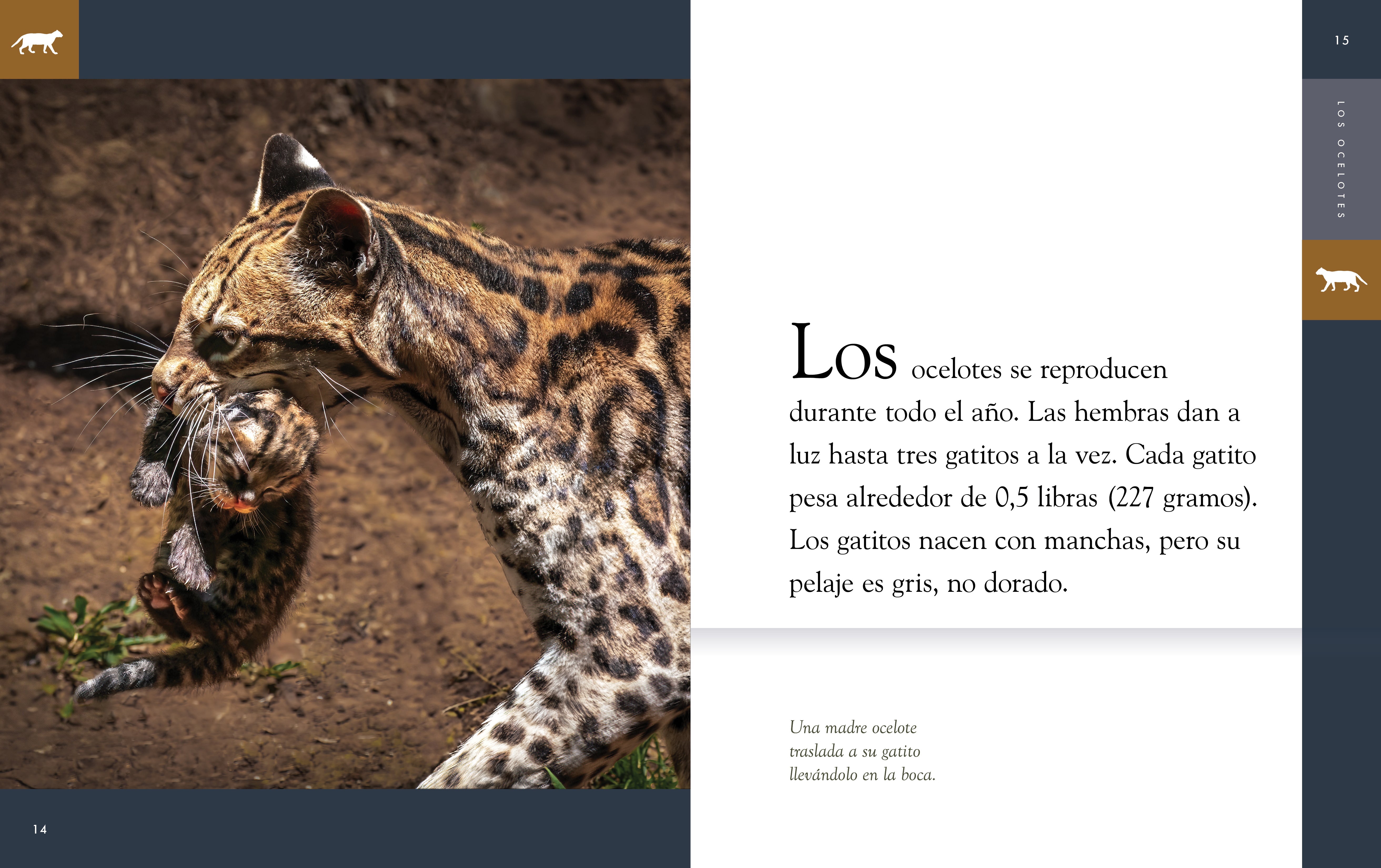 Ocelot Animal Planet 2025 - Wild Cat Facts, Habitat & Conservation - Perfect for Wildlife Enthusiasts & Nature Lovers