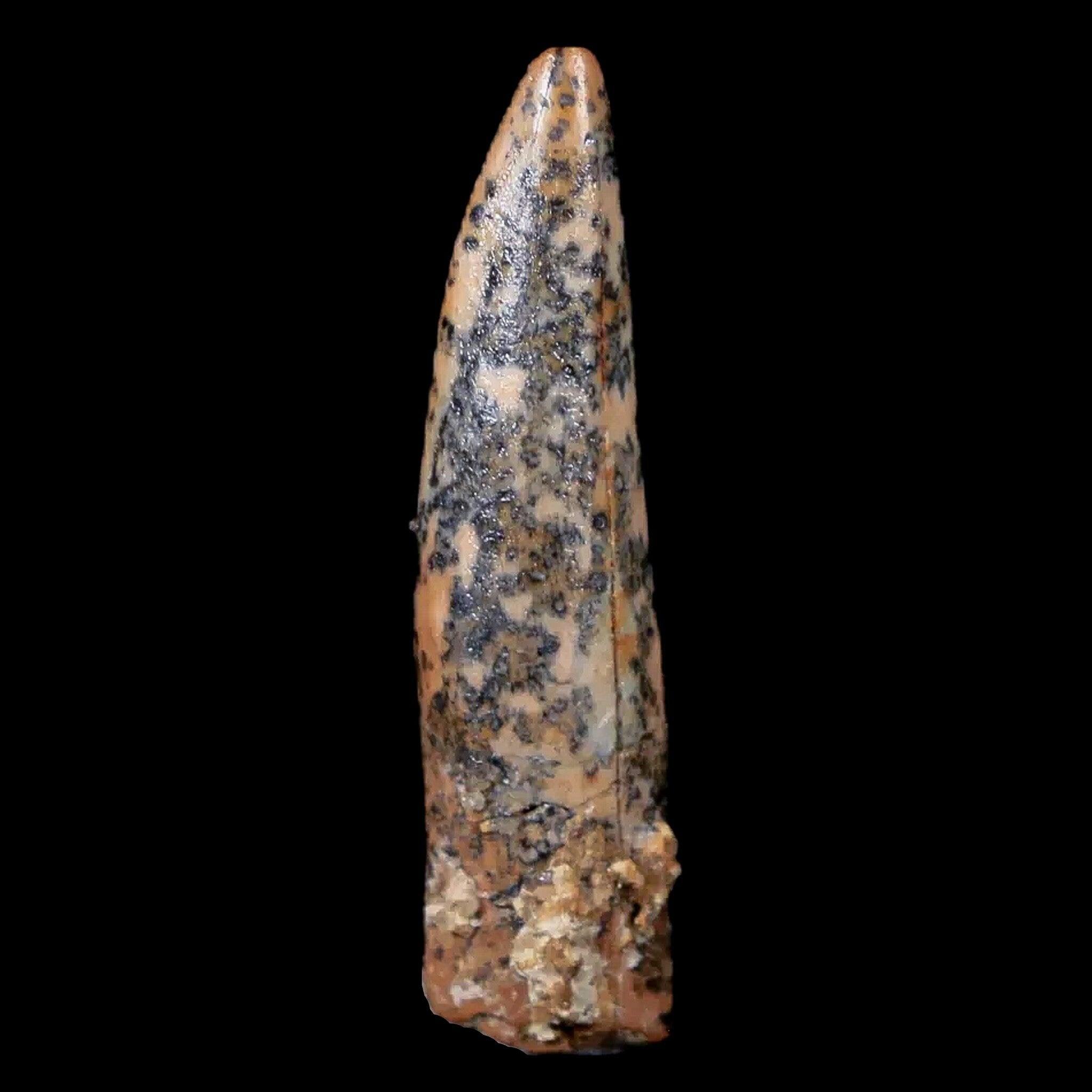 Authentic Pterosaur Coloborhynchus Fossil Tooth - Upper Cretaceous Era - Morocco Origin - Includes COA & Display Case - Perfect for Paleontology Collectors, Museum Displays & Educational Use