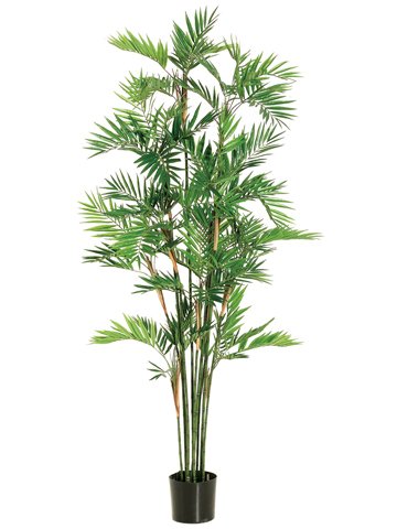 6' Parlour Palm Tree in Pot - Pack of 2 Indoor Plants for Home & Office Decor | Perfect for Living Room, Bedroom, or Workspace