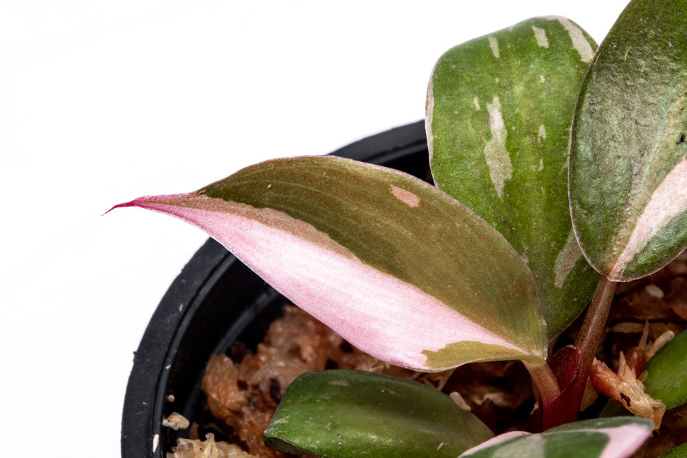 Philodendron Pink Princess Bare Root Plant - Rare Pink Variegated Houseplant for Indoor Decor, Office & Gift