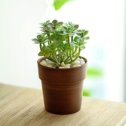 3 Packs Mini Plastic Succulent Plant Nursery Pots - 3