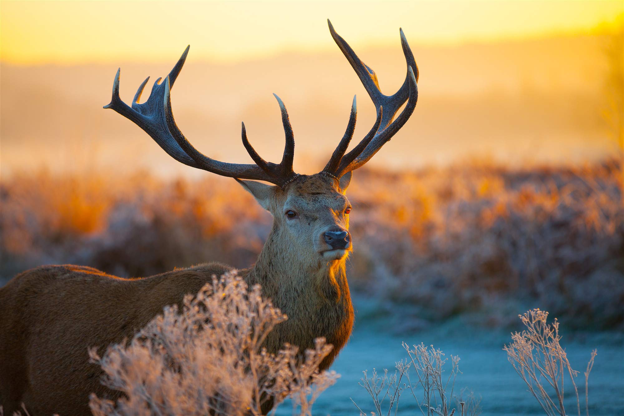 500 Piece Jigsaw Puzzle for Adults - 3D Wooden Classic Sunset Deer Scene - DIY Educational Puzzle for Christmas Home Decor & Gift (52x38cm) - Perfect for Family Game Nights, Stress Relief & Brain Training