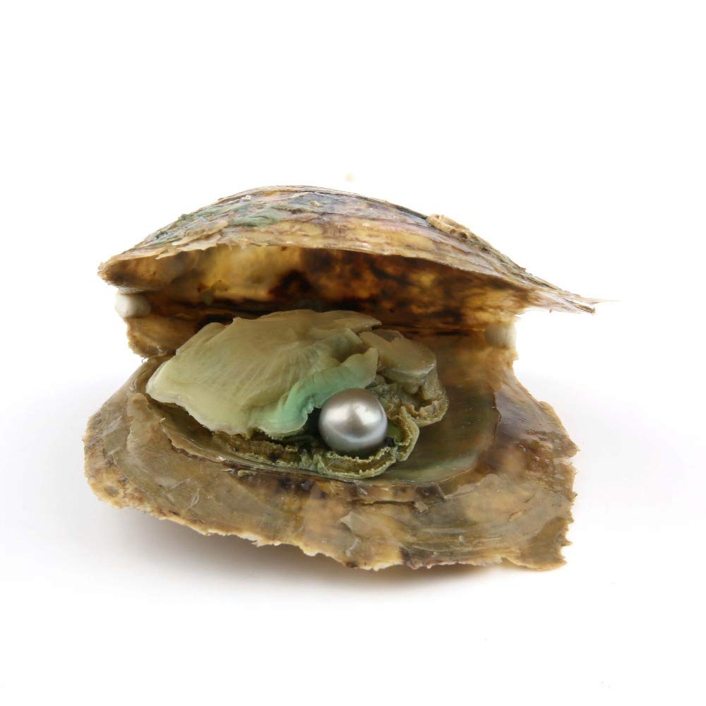 4PC Saltwater Akoya Pearl Oyster with 6-8mm Pearls Inside - Genuine Cultured Pearls for Jewelry Making, DIY Crafts & Gift Giving - Perfect for Wedding Favors, Birthday Presents & Home Decor