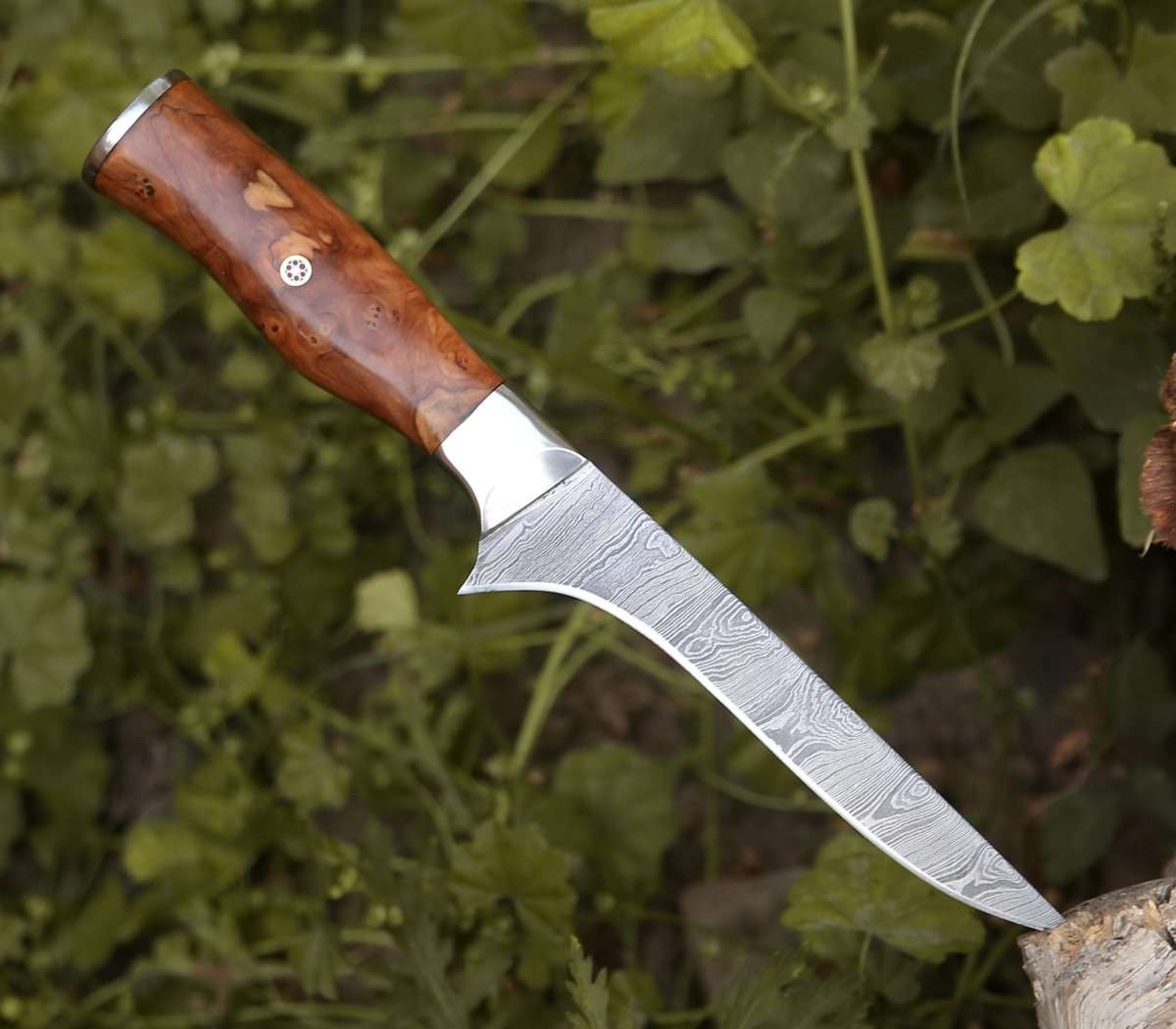 Premium Concord Damascus Fillet Knife with Exotic Olive Wood Handle - Sharp Fishing Knife for Filleting Fish, Slicing Meat & Outdoor Cooking - Perfect for Chefs, Anglers & Camping Enthusiasts