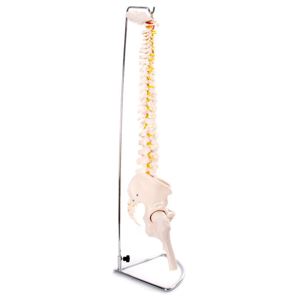 66Fit Anatomical Flexible Vertebral Column Model with Pelvis & Femur Heads - Perfect for Medical Students, Chiropractors & Anatomy Education