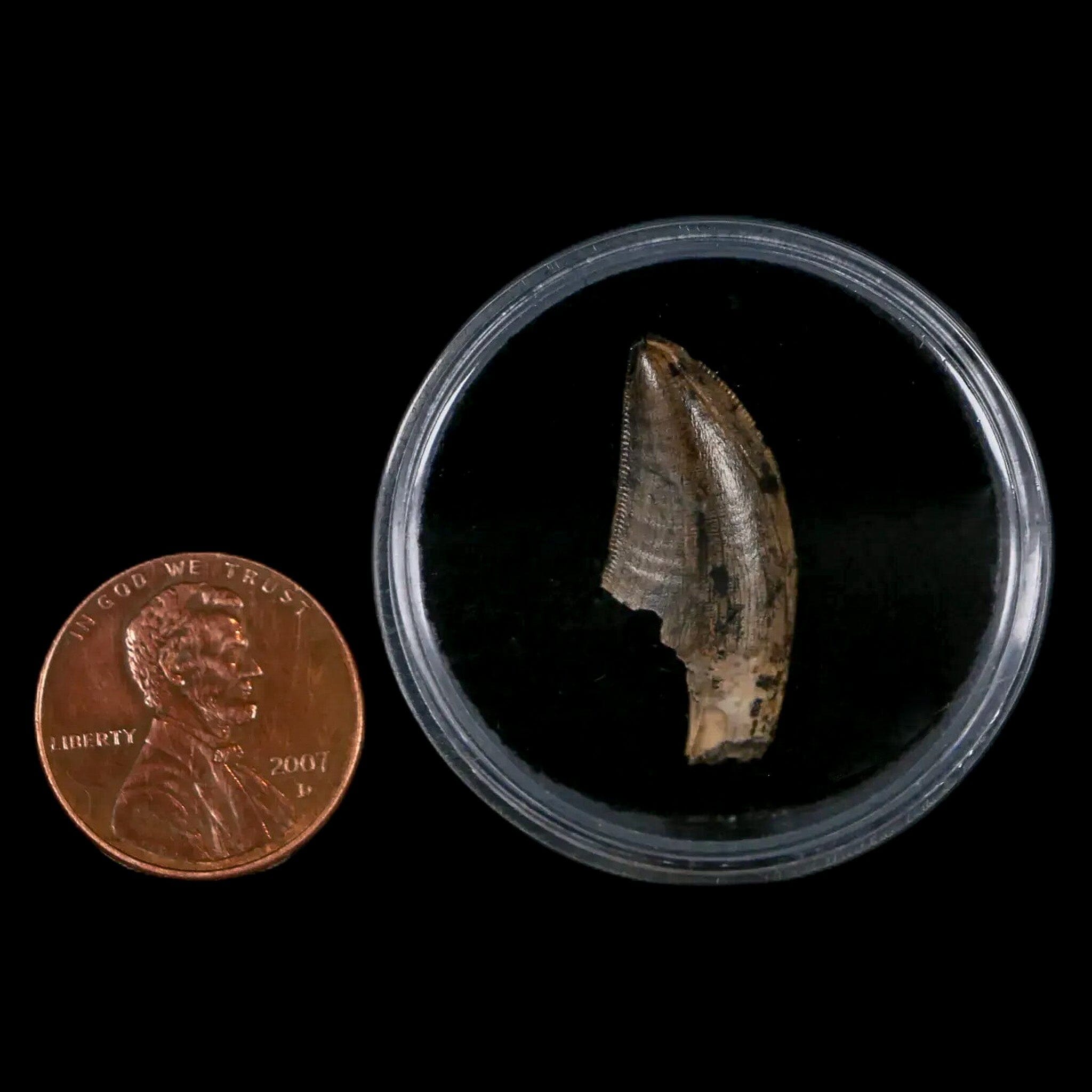 Authentic Tyrannosaur Serrated Fossil Tooth - Cretaceous Dinosaur Fossil from Judith River Formation with COA - Perfect for Paleontology Collections, Educational Displays & Dinosaur Enthusiasts