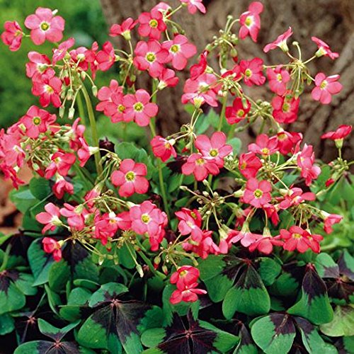 Oxalis Iron Cross Bulbs (100 Pack) - Unique Purple Shamrock Plants for Indoor & Outdoor Gardens | Perfect for Containers, Window Boxes, and Decorative Planters